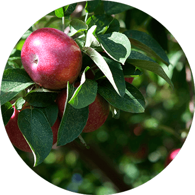 Echtes Obst & Gemüse. 100% versorgt.