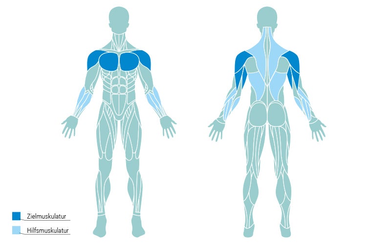 Muscle Map Bench Press